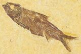 Limestone With Two Detailed Fossil Fish (Knightia) - Wyoming #384489-1